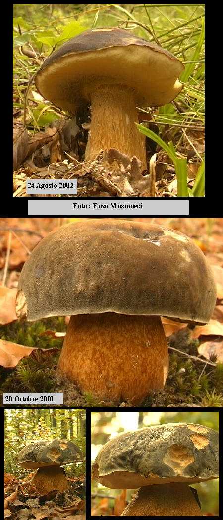 Boletus aereus      Bull.:Fr